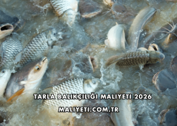 Tarla Balıkçılığı Maliyeti 2026