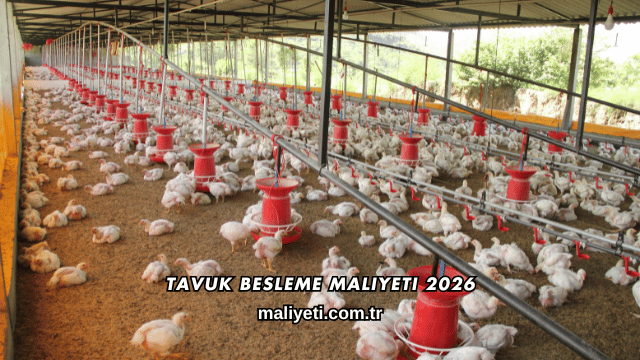 Tavuk Besleme Maliyeti 2026