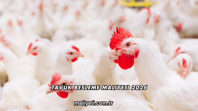 Tavuk Besleme Maliyeti 2026