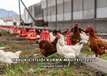Tavuk Çiftliği Kurma Maliyeti 2026