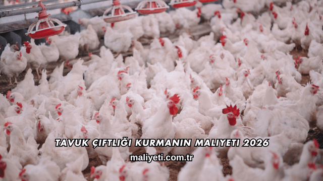 Tavuk Çiftliği Kurmanın Maliyeti 2026
