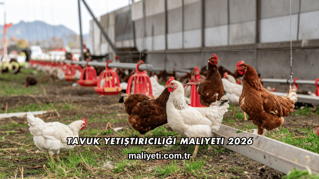 Tavuk Yetiştiriciliği Maliyeti 2026