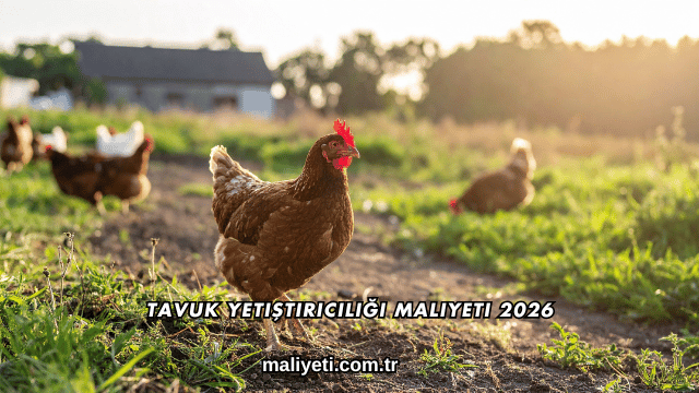 Tavuk Yetiştiriciliği Maliyeti 2026