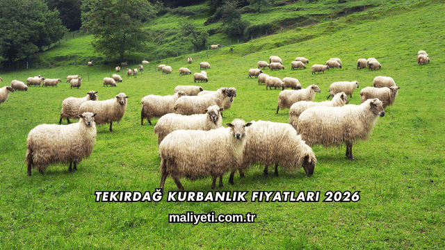Tekirdağ Kurbanlık Fiyatları 2026