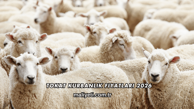 Tokat Kurbanlık Fiyatları 2026