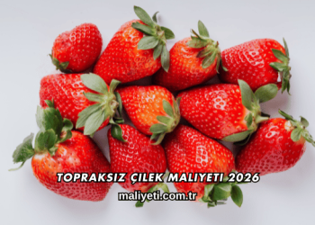 Topraksız Çilek Maliyeti 2026