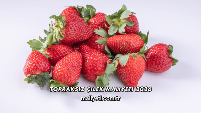Topraksız Çilek Maliyeti 2026