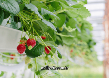 Topraksız Çilek Serası Maliyeti 2026
