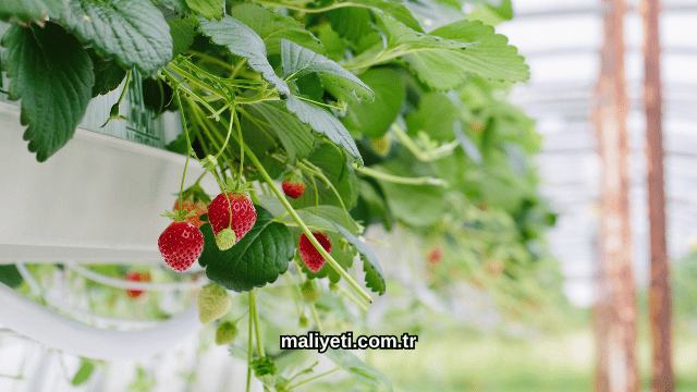 Topraksız Çilek Serası Maliyeti 2026