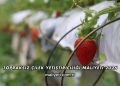 Topraksız Çilek Yetiştiriciliği Maliyeti 2026