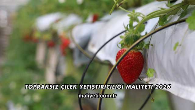 Topraksız Çilek Yetiştiriciliği Maliyeti 2026