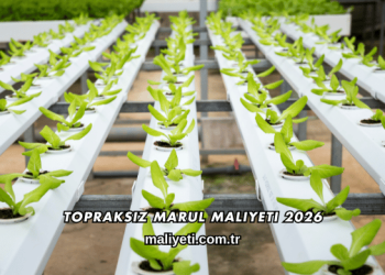 Topraksız Marul Maliyeti 2026