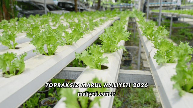 Topraksız Marul Maliyeti 2026
