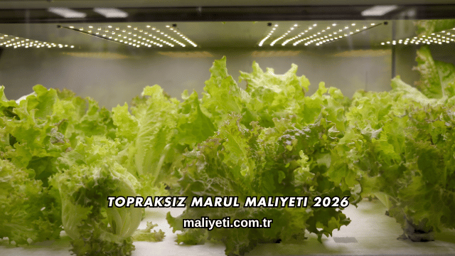 Topraksız Marul Maliyeti 2026