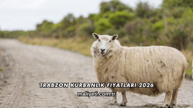 Trabzon Kurbanlık Fiyatları 2026