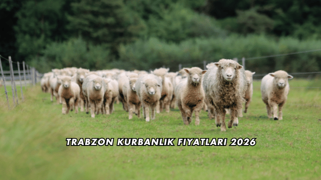 Trabzon Kurbanlık Fiyatları 2026
