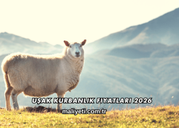 Uşak Kurbanlık Fiyatları 2026