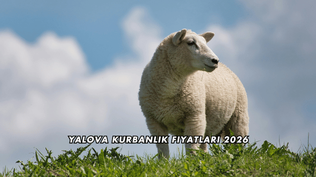 Yalova Kurbanlık Fiyatları 2026