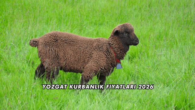 Yozgat Kurbanlık Fiyatları 2026