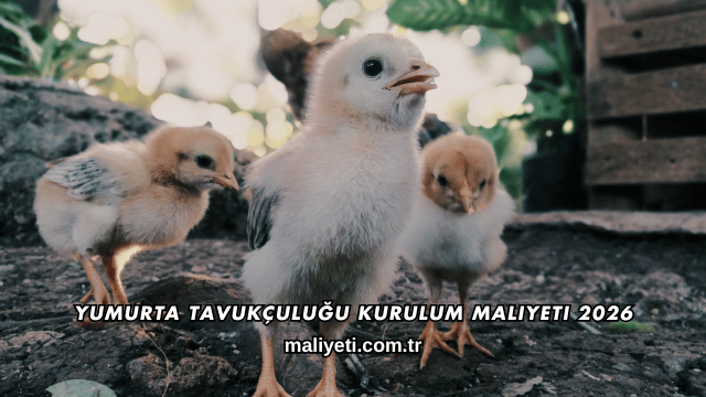 Yumurta Tavukçuluğu Kurulum Maliyeti 2026