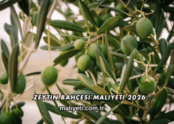 Zeytin Bahçesi Maliyeti 2026