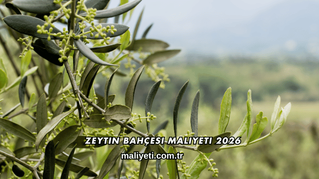 Zeytin Bahçesi Maliyeti 2026