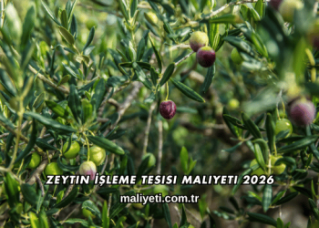 Zeytin İşleme Tesisi Maliyeti 2026