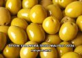 Zeytin Salamura Tesisi Maliyeti 2026