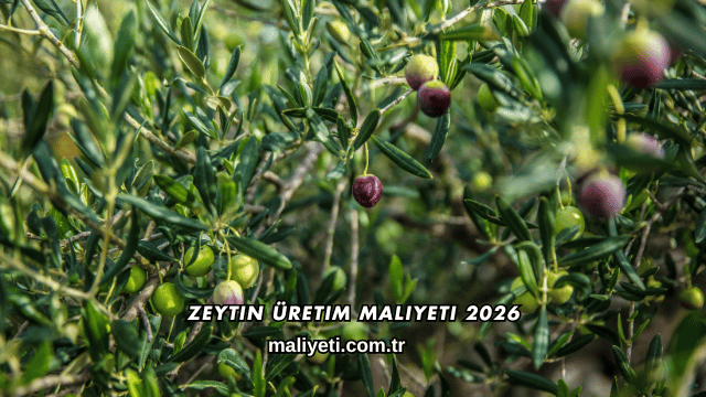 Zeytin Üretim Maliyeti 2026