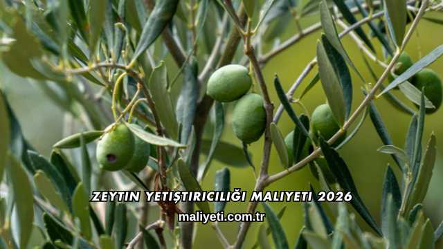 Zeytin Yetiştiriciliği Maliyeti 2026