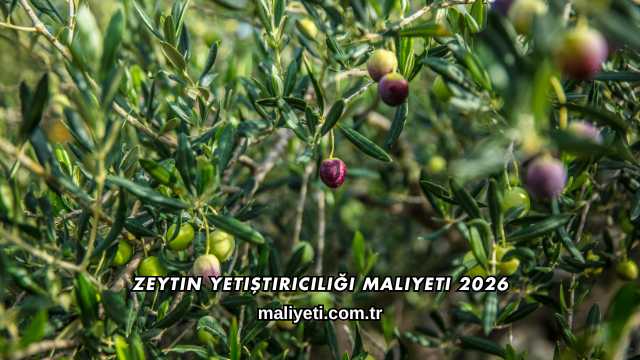 Zeytin Yetiştiriciliği Maliyeti 2026